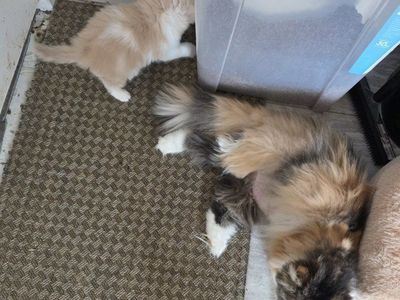 Purebred Persian kittens!
