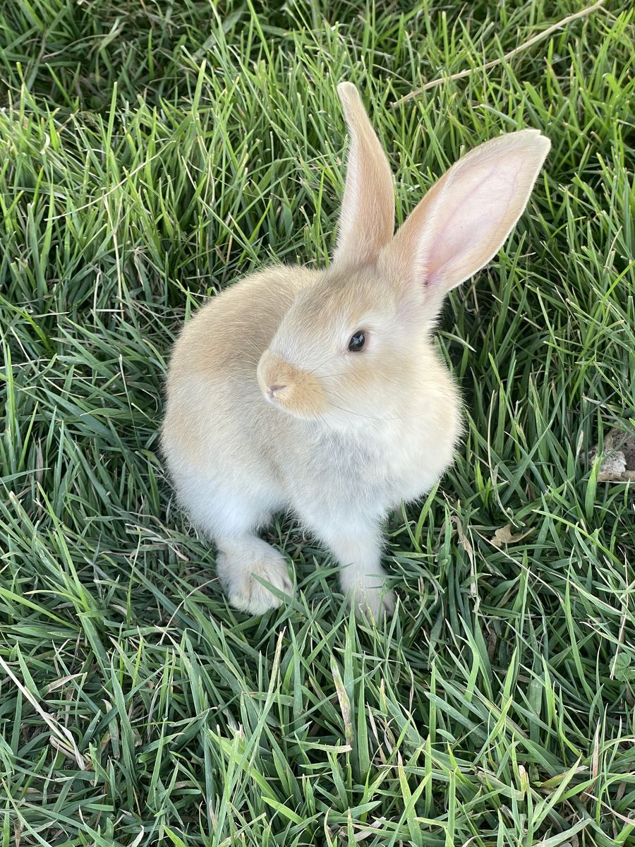 Pedigreed Flemish Giants