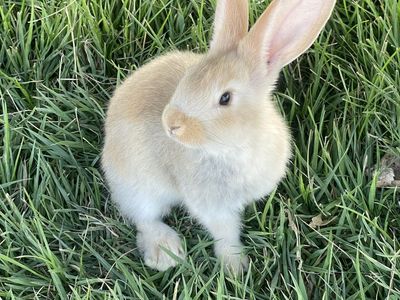Pedigreed Flemish Giants