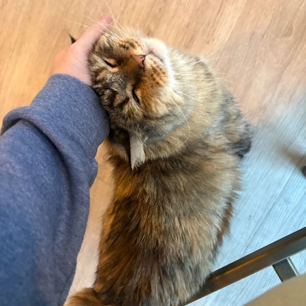 Hello my name is Miss Otis