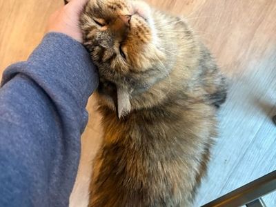 Hello my name is Miss Otis