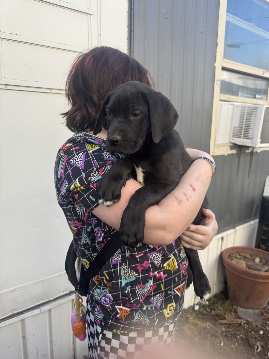 Purebred Female Great Dane Puppies