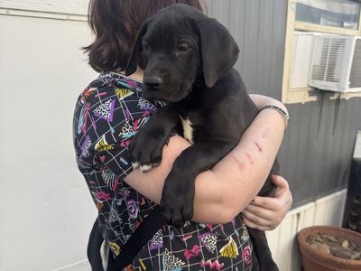Purebred Female Great Dane Puppies
