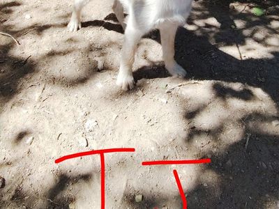 FREE Borderdoodle/Australian shepherd mix