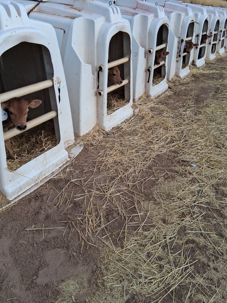 NEWBORN JERSEY BULL CALVES