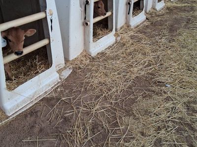 NEWBORN JERSEY BULL CALVES