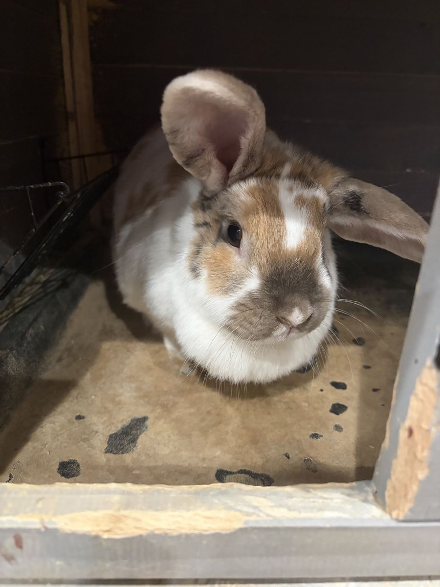 Free rabbits to good home!
