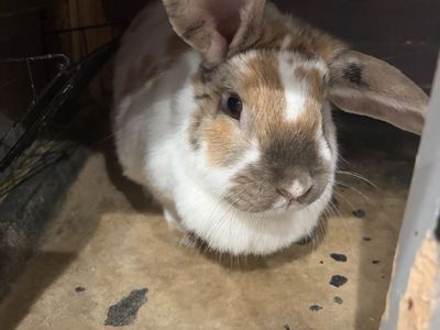 Free rabbits to good home!