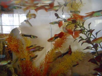 Rehoming Freshwater Aquarium Fish Tank Guppy Endler Fish