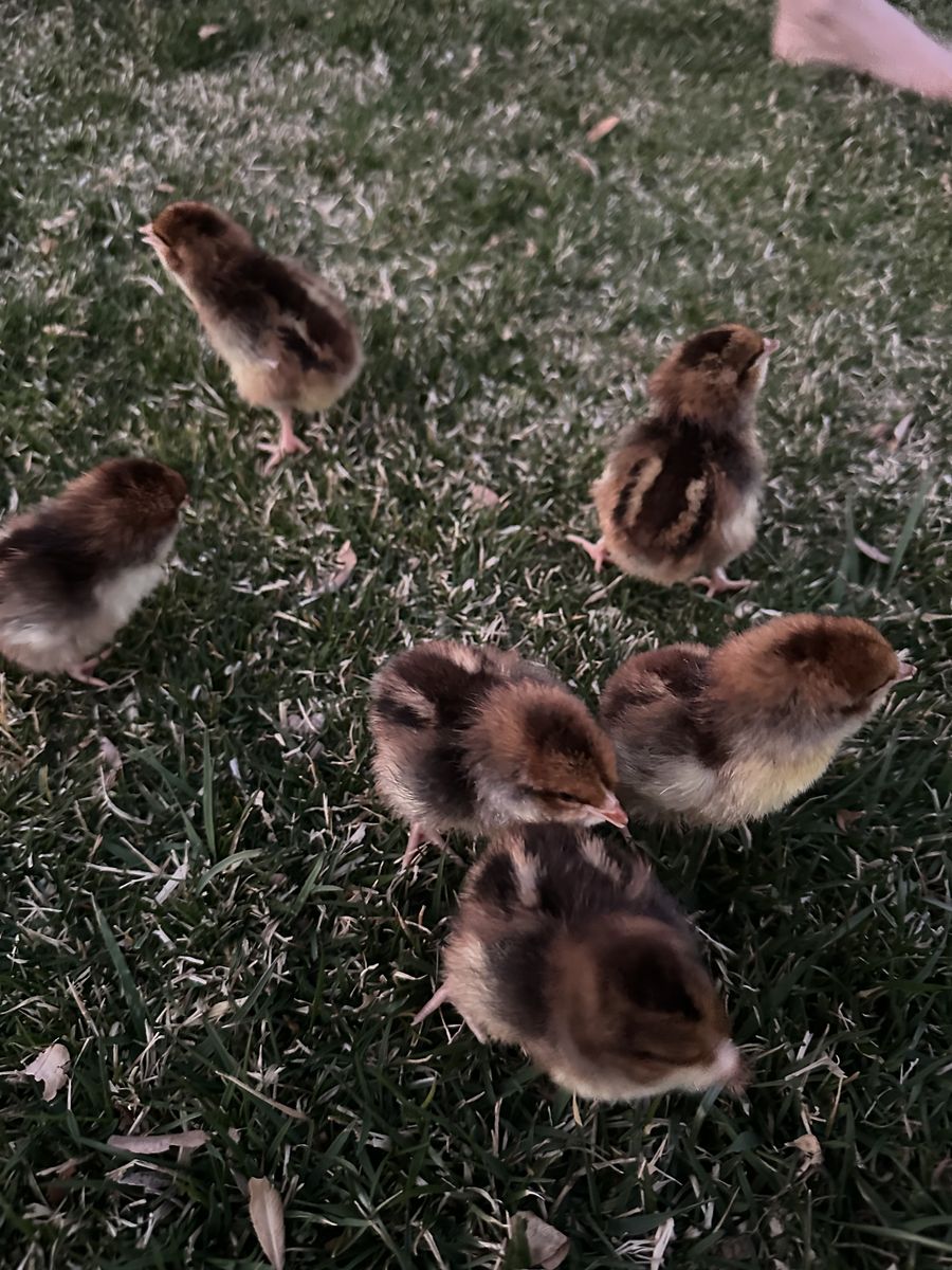 Speckled Sussex chicks