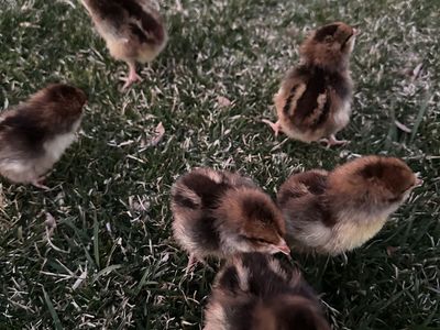 Speckled Sussex chicks