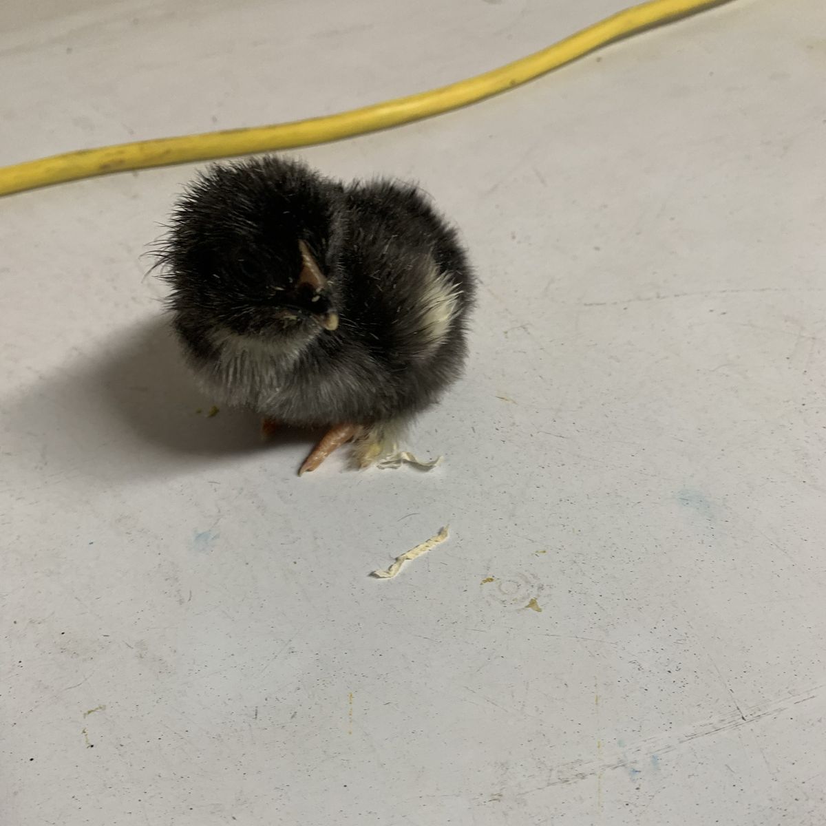 Black Cooper Marans And Olive Eggers