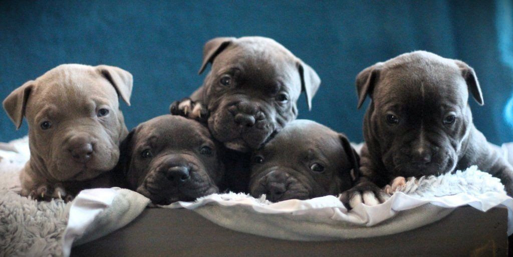pitbull puppies