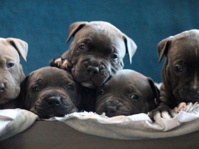 pitbull puppies