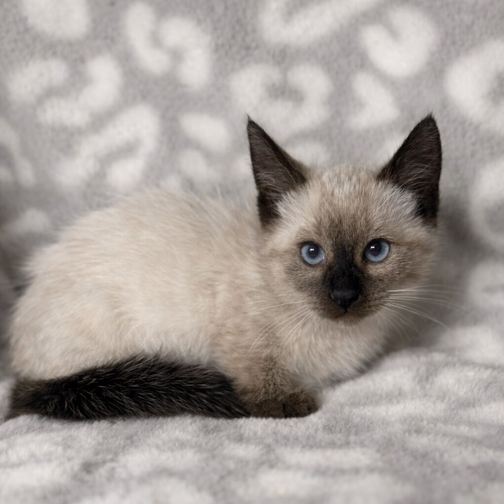 Standard Munchkin Kittens