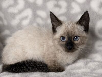 Standard Munchkin Kittens