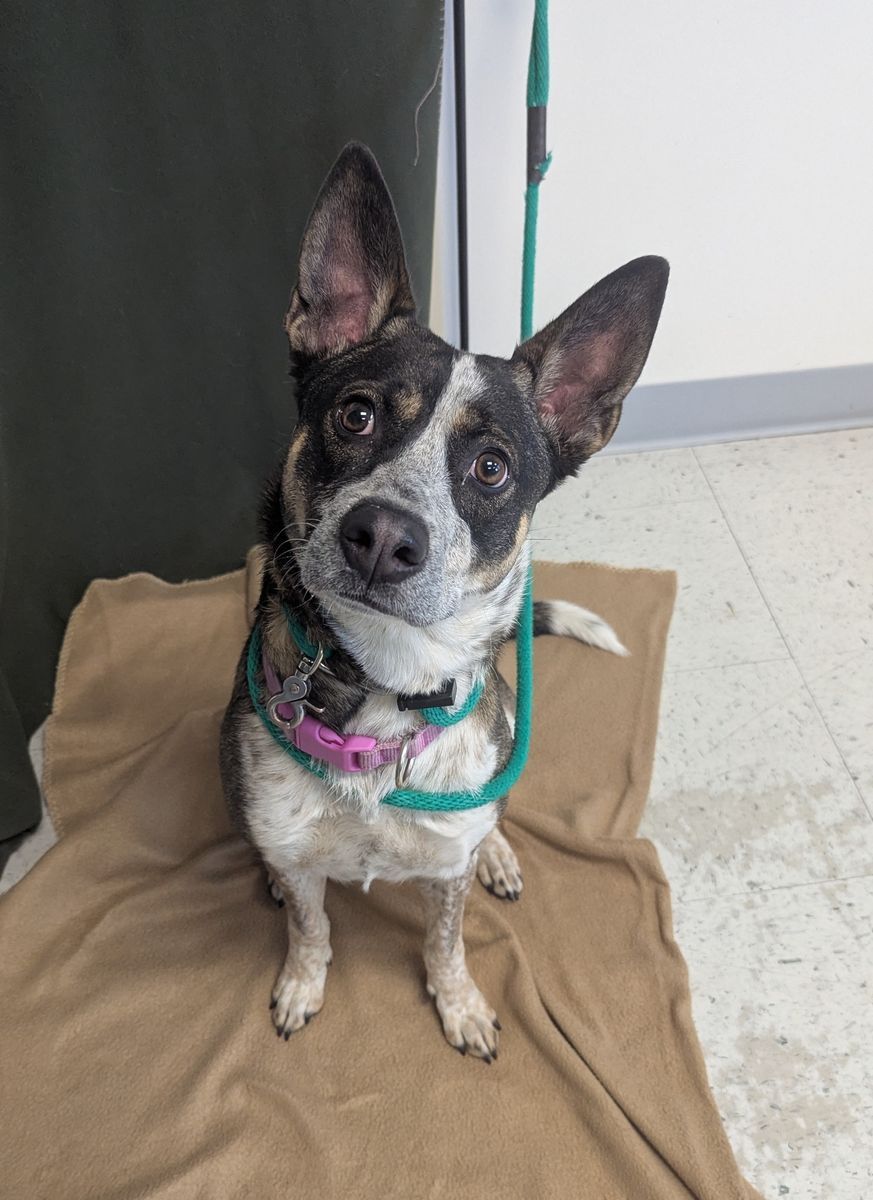 A161227 Luna is Available for Adoption!