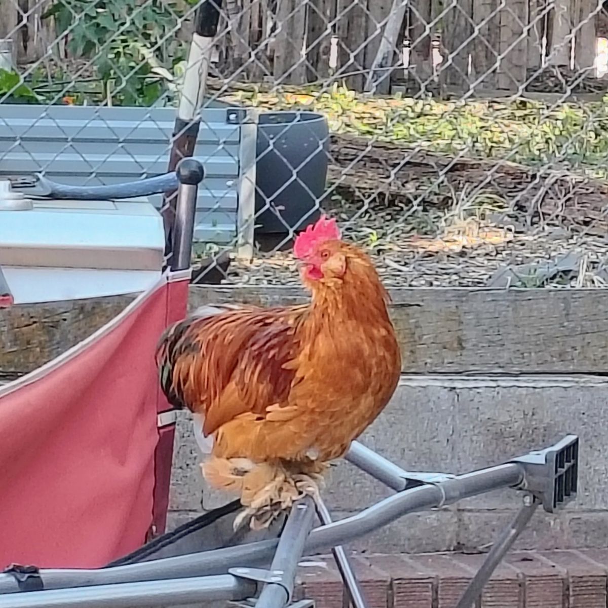Bantam Cochin Cockerels/Roosters
