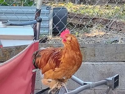 Bantam Cochin Cockerels/Roosters