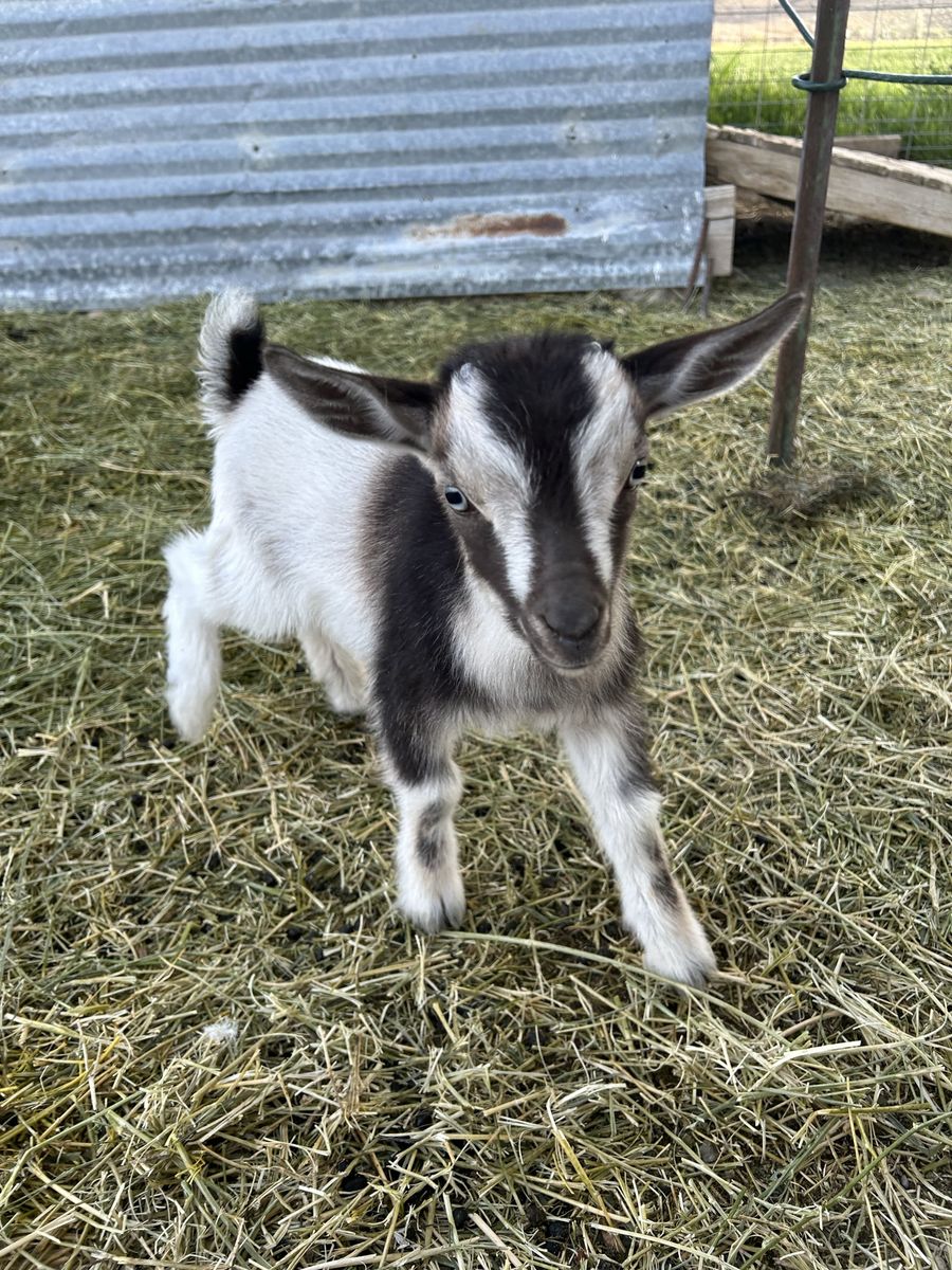 Pygmy Billy kid