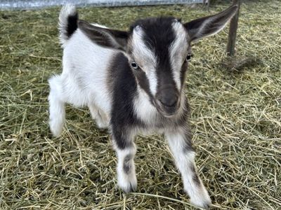 Pygmy Billy kid