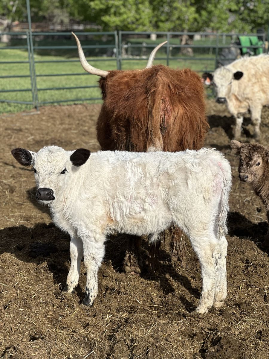 British White Bull Calf