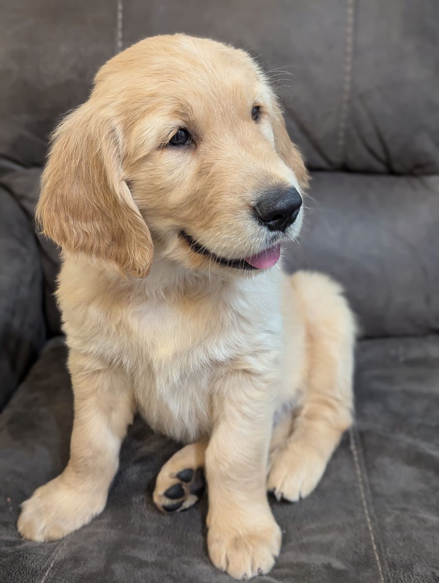 Available Now! 8 Weeks Full Registration AKC Golden Retriever Puppies
