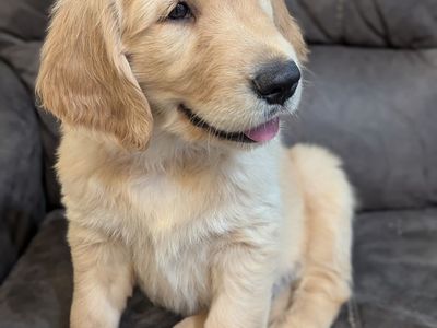 Available Now! 8 Weeks Full Registration AKC Golden Retriever Puppies