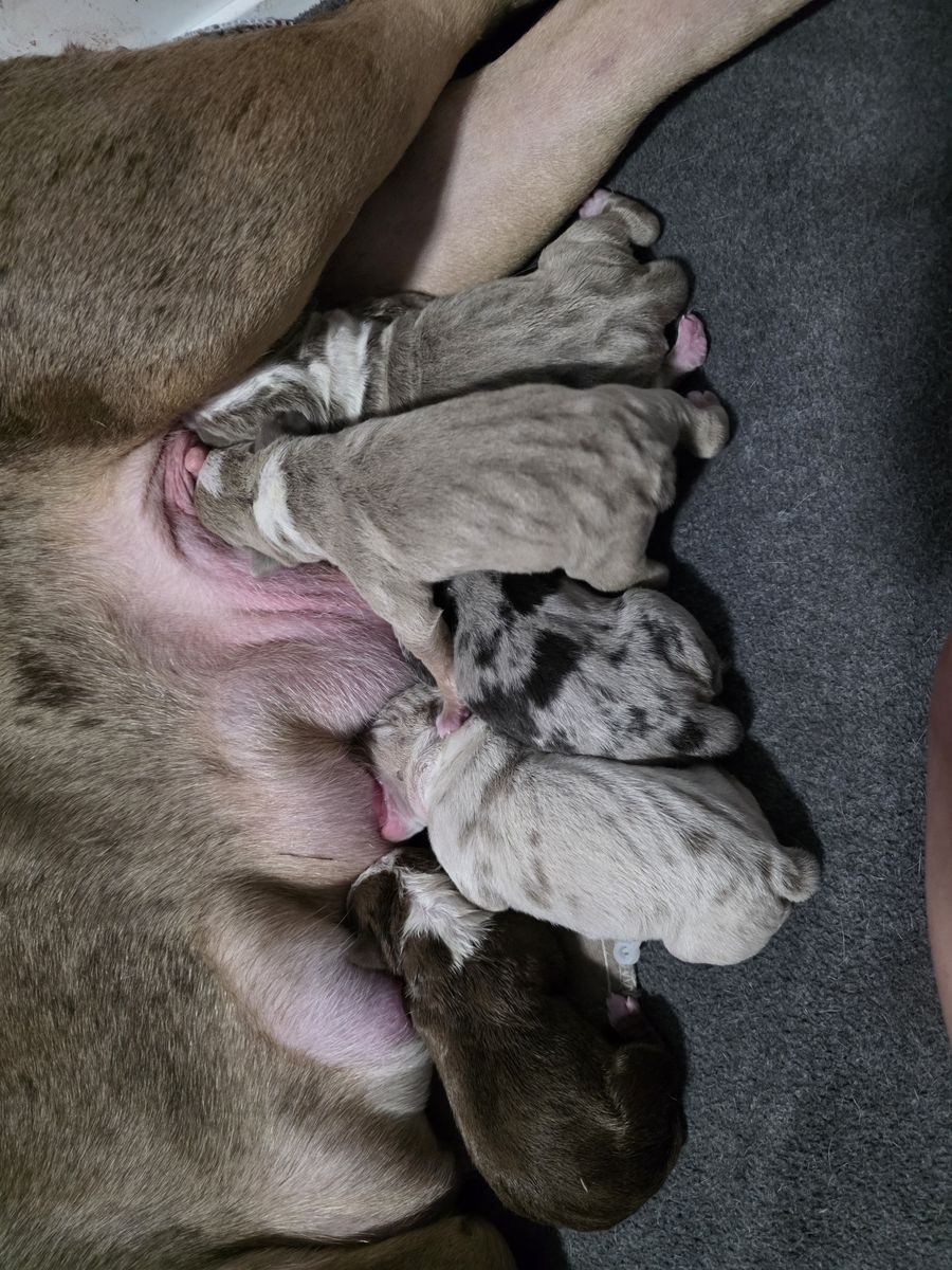 5 beautiful American Bullies.