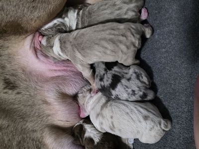 5 beautiful American Bullies.