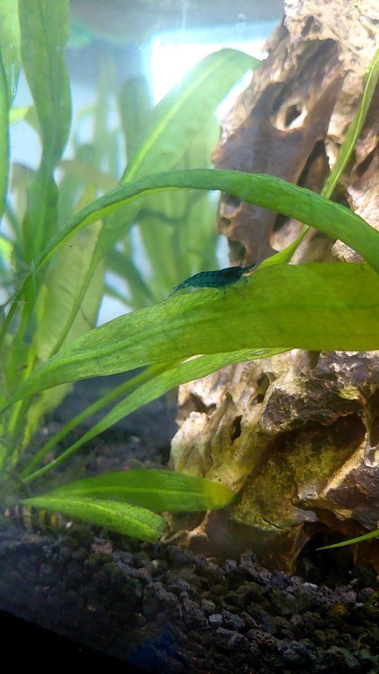 View all
Blue nano shrimp