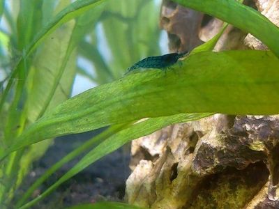 View all
Blue nano shrimp