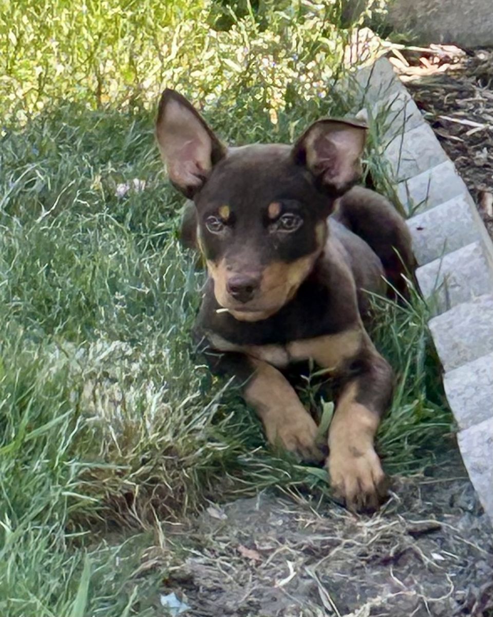 9 week old purebred Kelpie puppies