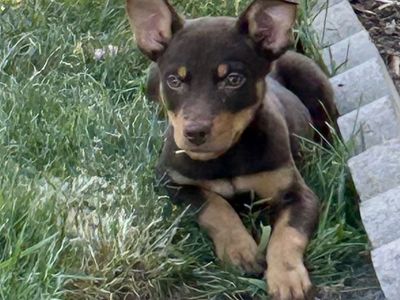 9 week old purebred Kelpie puppies