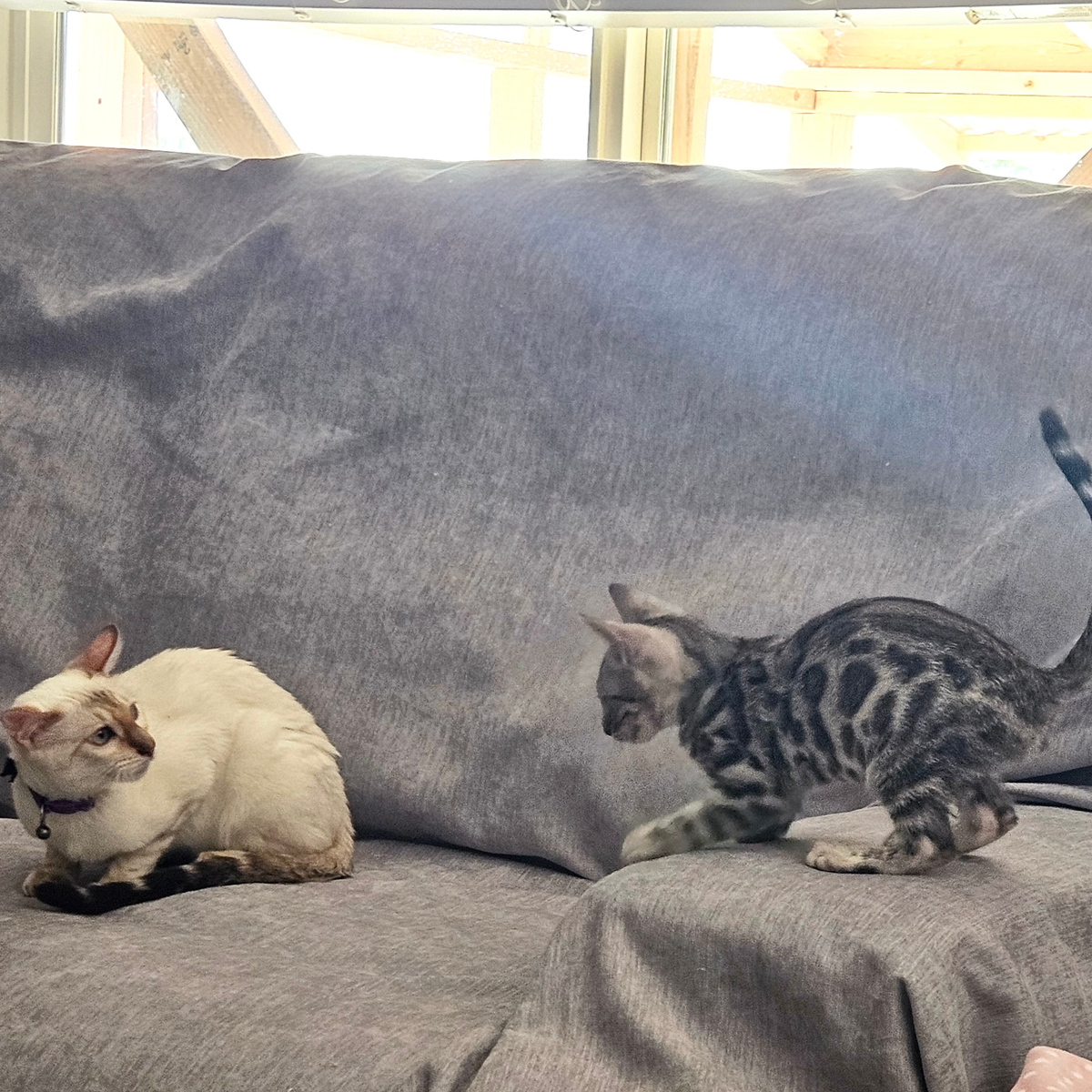 ONE BOY LEFT!  Little old soul ️ Silver Bengal Kitten TICA Registered • Hypoallergenic Ready for His Forever Home ️