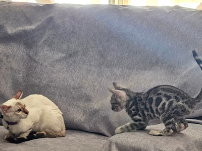 ONE BOY LEFT! Little old soul ️ Silver Bengal Kitten TICA Registered • Hypoallergenic Ready for His Forever Home ️