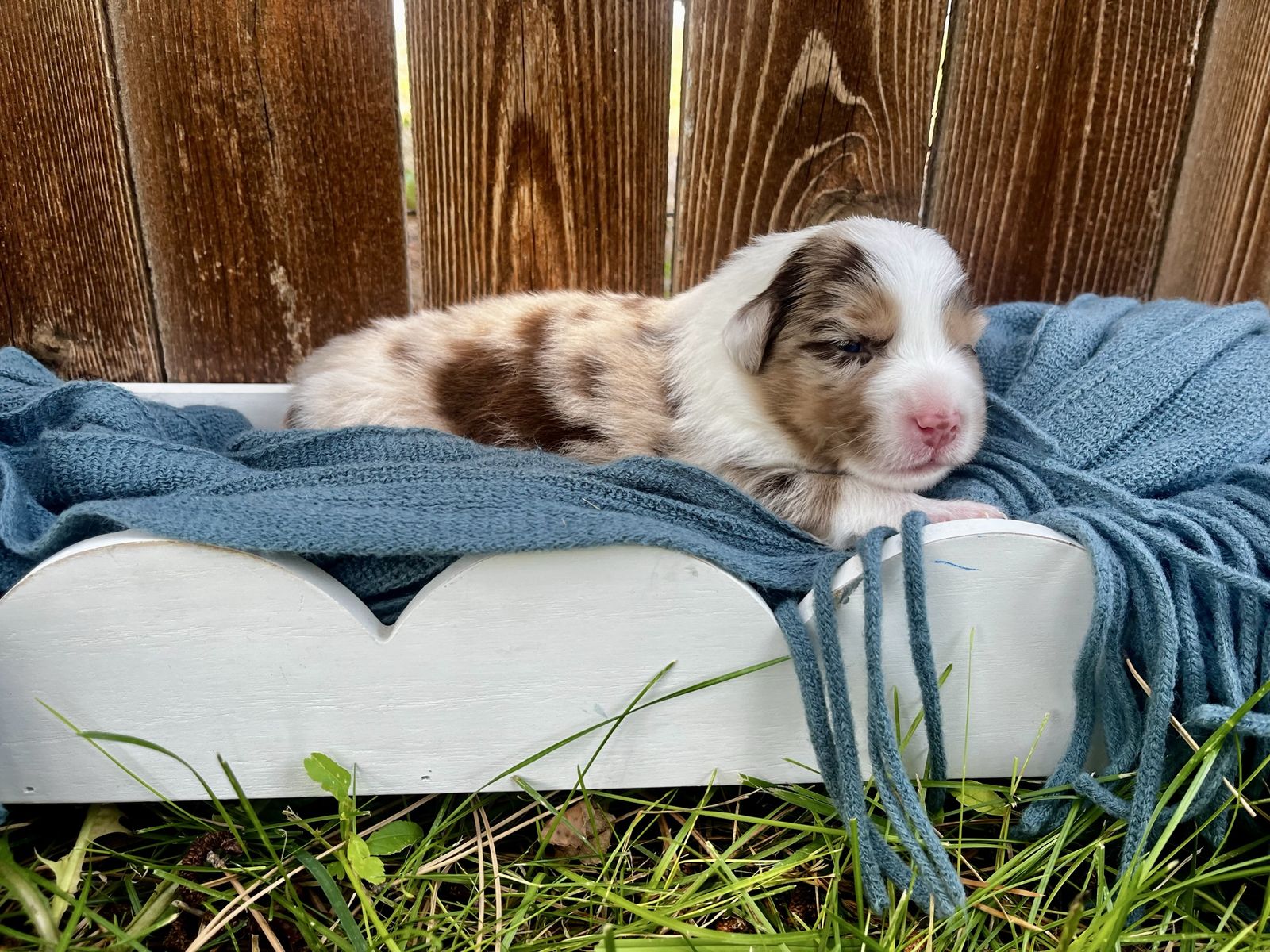 Australian Shepherd Puppies
