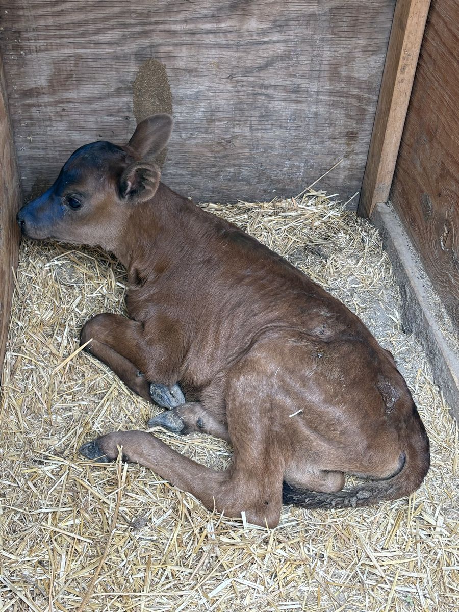 Bottle calves