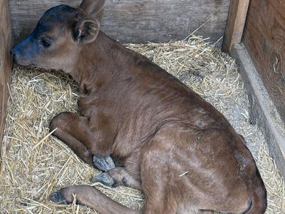 Bottle calves