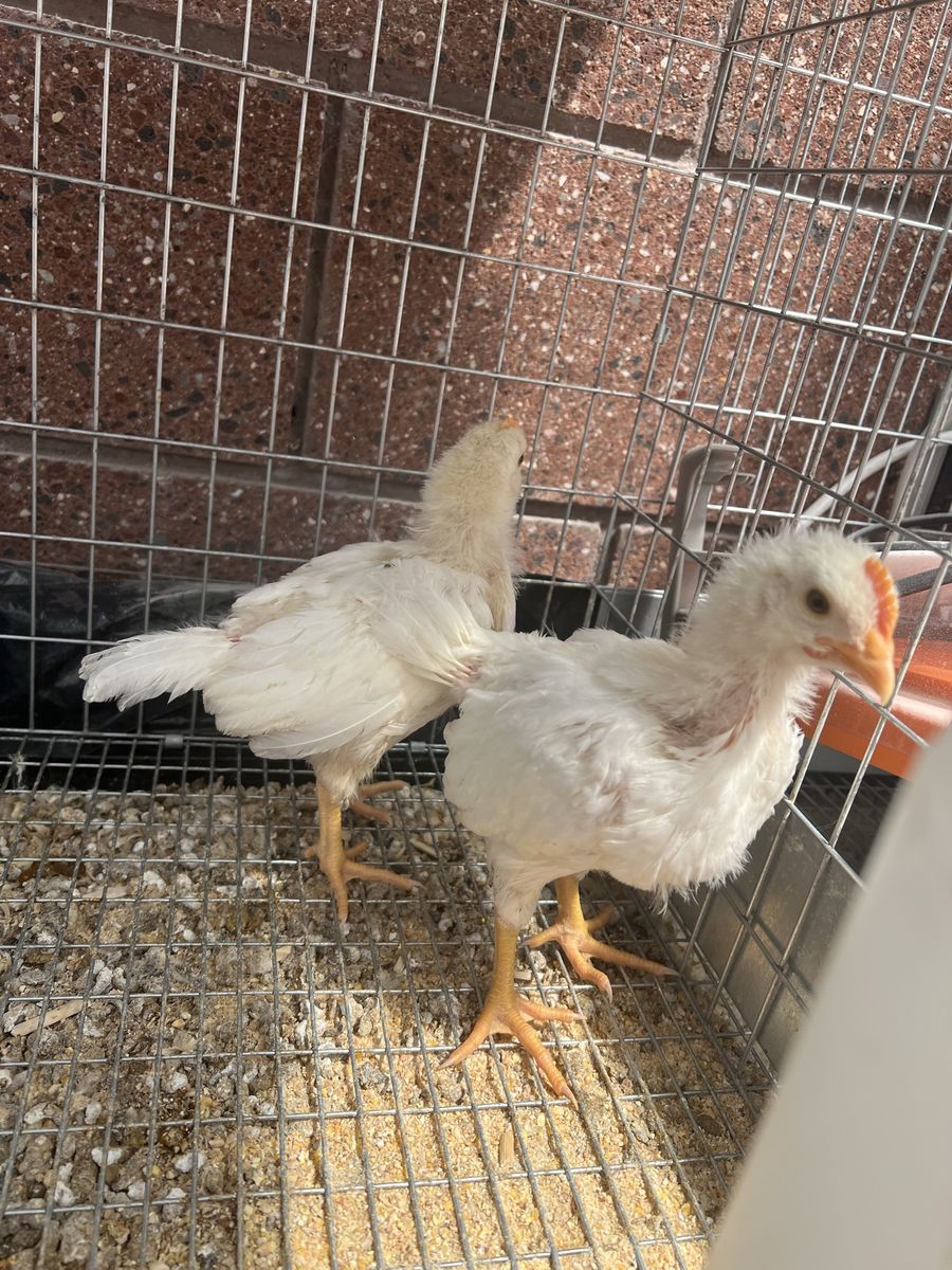 White leg horn chicks