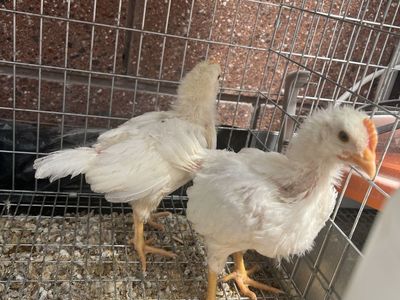 White leg horn chicks