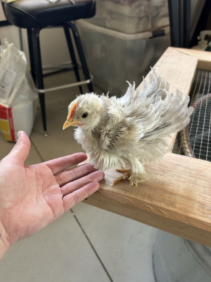 FRIZZLE Bantam Cochin Roo