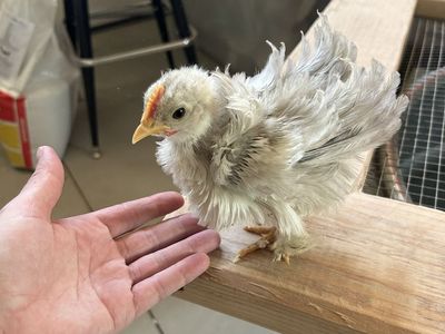 FRIZZLE Bantam Cochin Roo