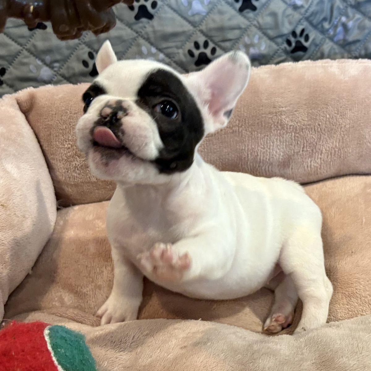French Bulldog Puppies