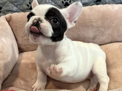 French Bulldog Puppies