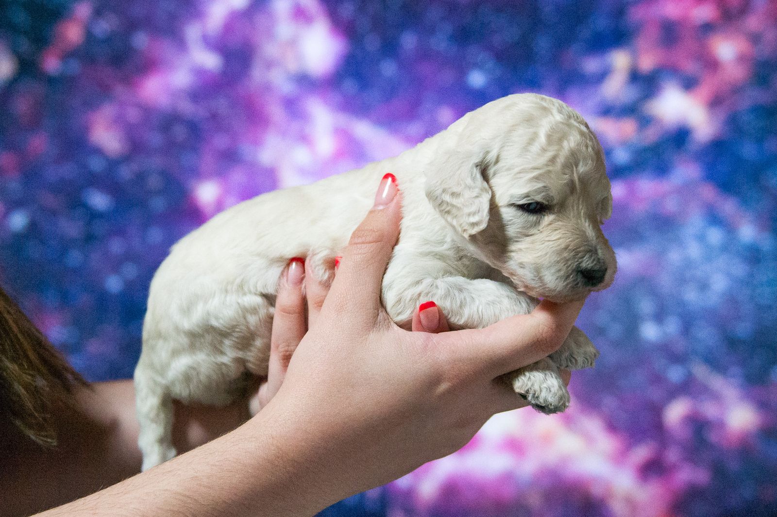 AKC Standard Poodle Puppies White