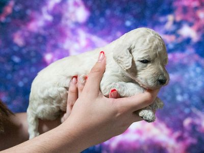 AKC Standard Poodle Puppies White