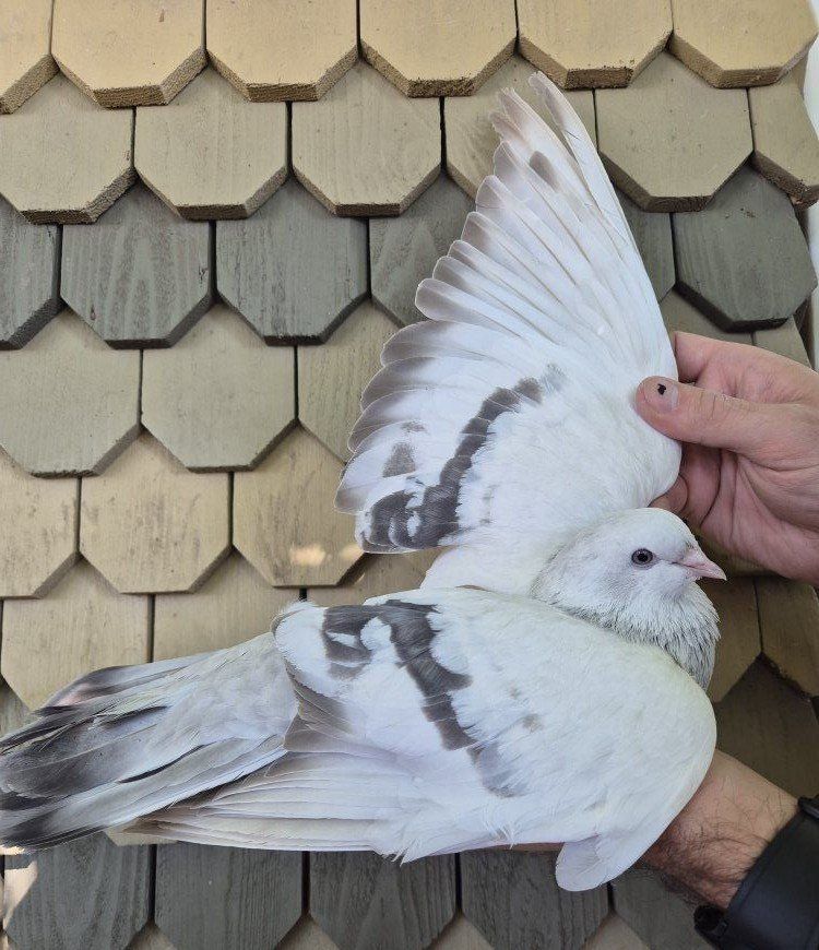 Female Turkish Takla Pigeon