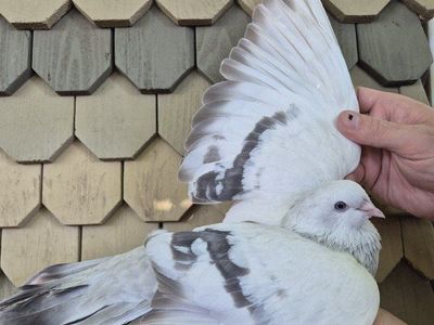 Female Turkish Takla Pigeon