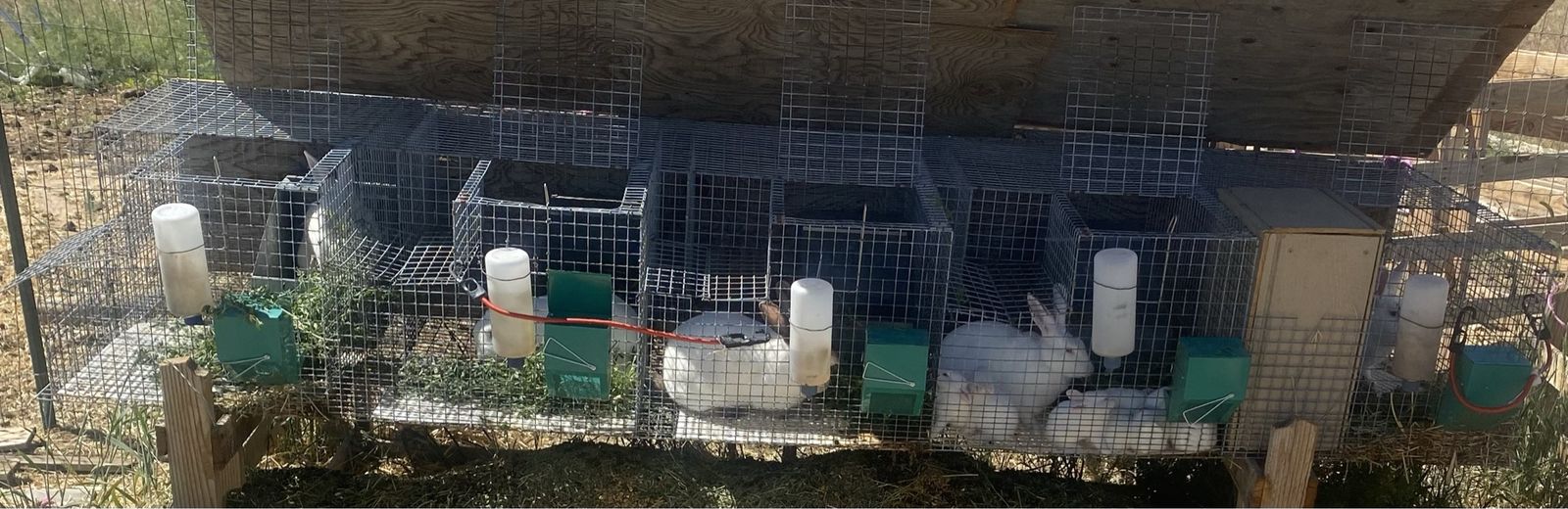 Rabbits and cages